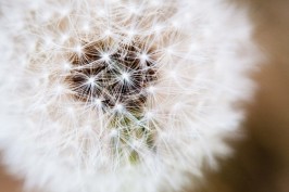 dandelions flowers spring portrait photography Richardson Texas
