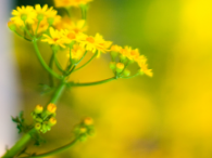 yellow flowers
