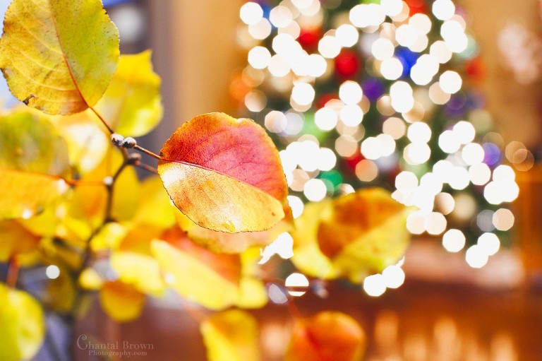 how to take close up fall leaves indoor with christmas tree light as background in Dallas