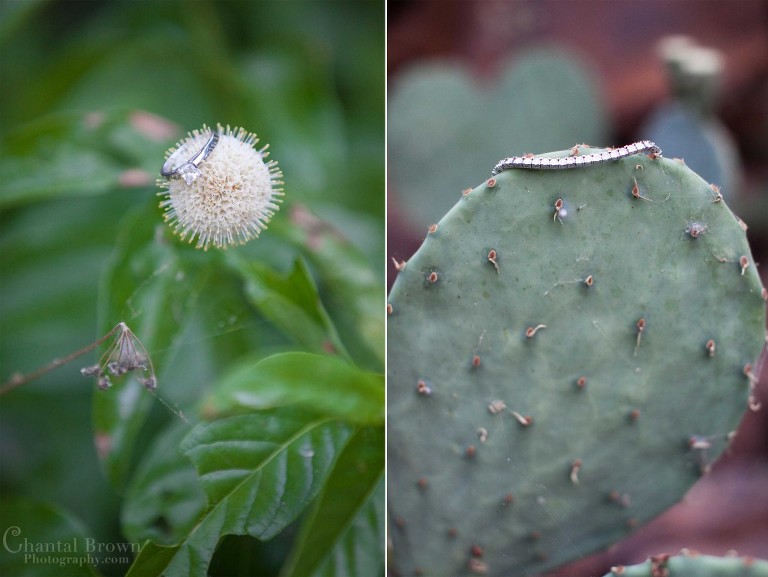 Lovely engagement ring on plants and diamond bracelet on cactus in Lawton OK engagement portrait photography