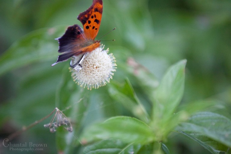Beautiful colorful butterfly landed on engagement ring in Lawton OK engagement portrait photography