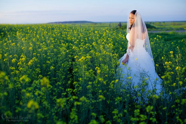 gorgeous bride standing golden yellow canola flower fields in white Alfred Angelo wedding in Lawton Oklahoma