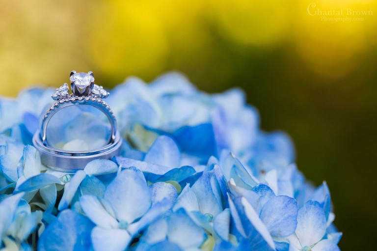 wedding rings on blue hydrangeas perennial flowers wedding in Lawton Country Club Golf Course Oklahoma