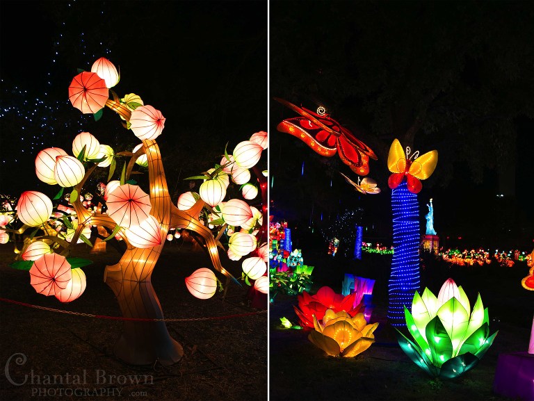 Colorful pretty Chinese tree flowers at Chinese Lantern Festival in Dallas Fair Park Photographer