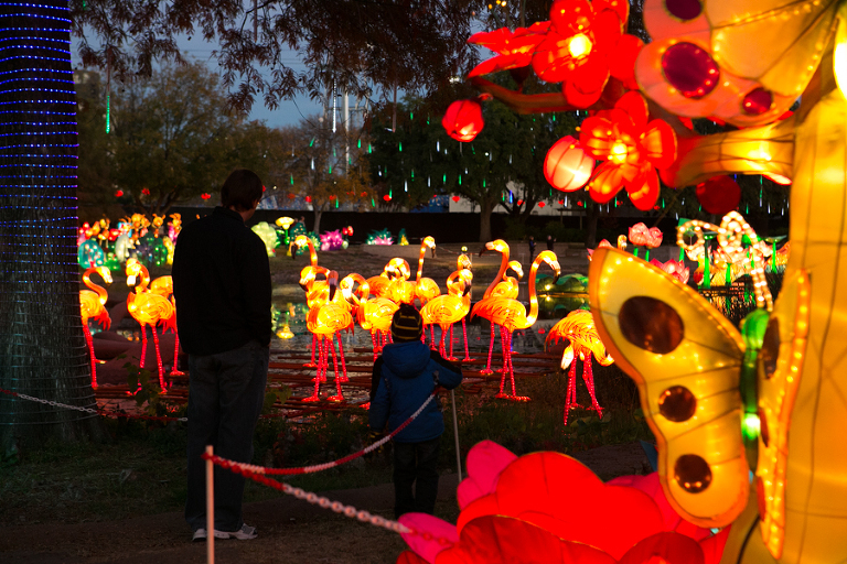 Father and son enjoying the view of Chinese Lantern Festival in Dallas Fair Park photographer