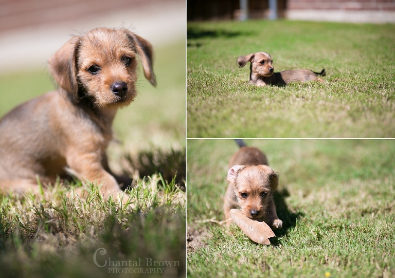 rescued dog plano portrait photographer chantal brown photo