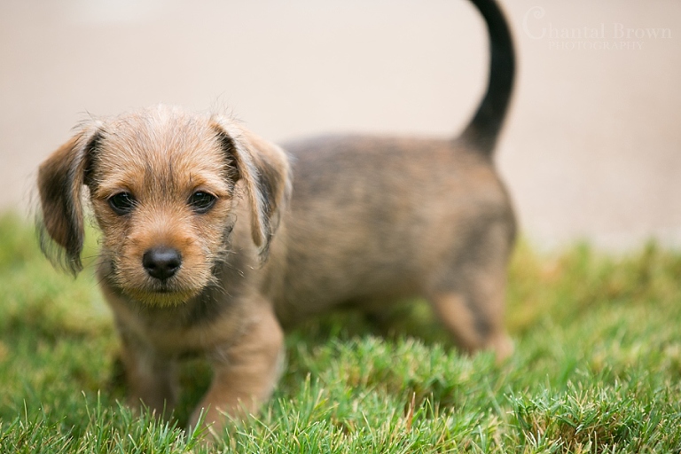 rescued dog dallas portrait photographer chantal brown photo