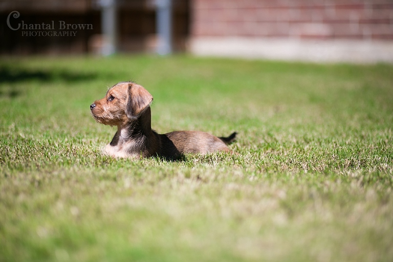rescued dog plano portrait photographer chantal brown photo setting outside in grass
