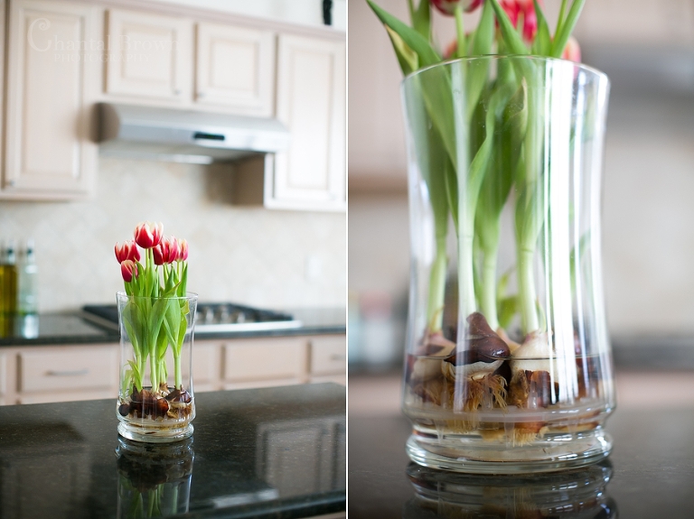 Stunning pink tulips flowers with roots in crystal glass vase on Valentine's Day Dallas Portraits