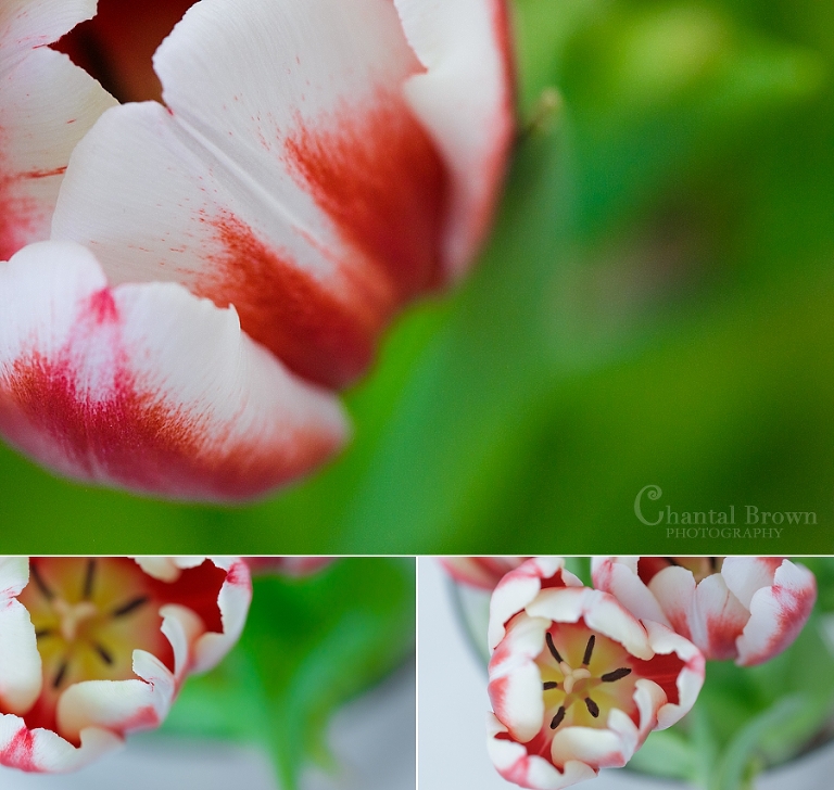 Gorgeous pink tulips flowers received on Valentine's Day Dallas Portrait Photography