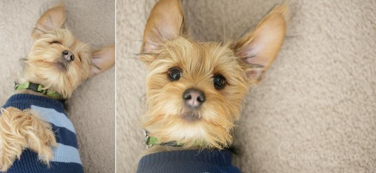 Puppy with cute blue shirt on Valentine's day Dallas Portraits Photographer