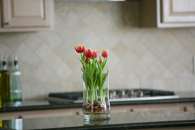 Beautiful pink tulips with roots in crystal glass vase on Valentine's Day Dallas Portraits
