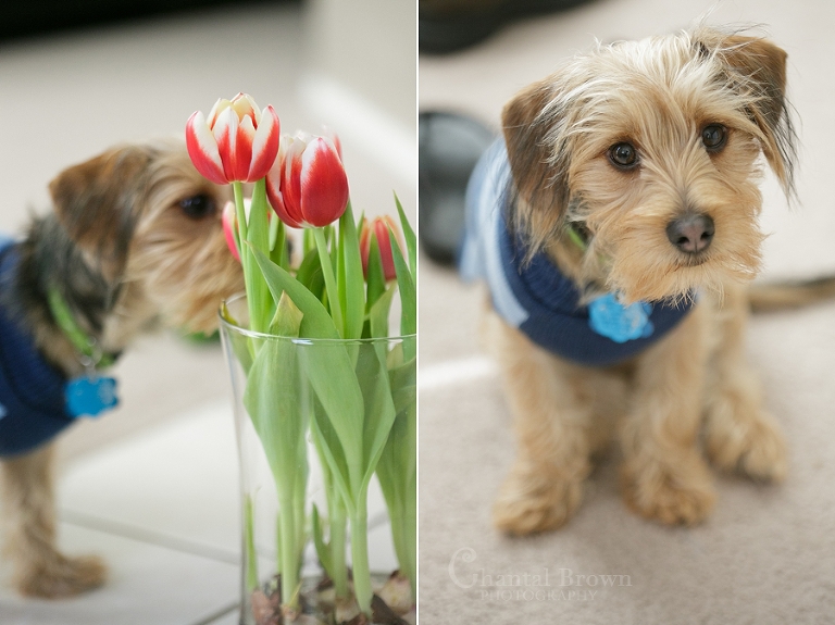 A puppy smelling pink tulips on Valentine's day Dallas portraits photographer