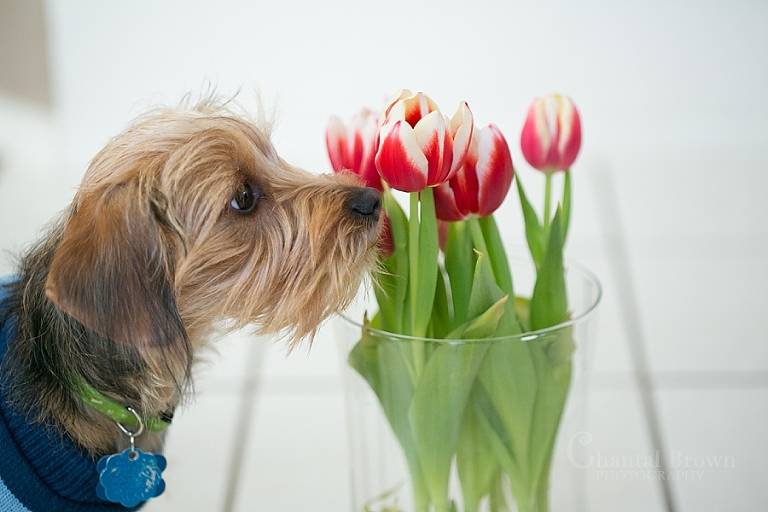 A puppy smelling pink tulips on Valentine's day Dallas portraits photographer