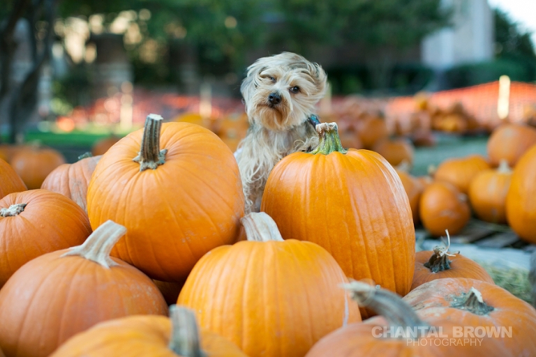 My cute little puppies pumpkin patch pictures taken in Murphy Texas by Dallas senior portrait photographer Chantal Brown whipping his hair back and forth