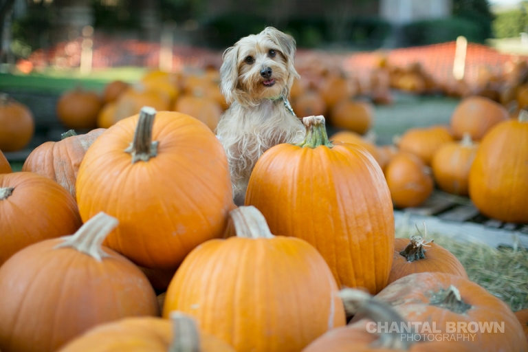 My puppy  mixed Terrier Poodles and Dachshund is setting on orange pumpkins at the pumpkin patch in Murphy Texas by Chantal Brown Photographer