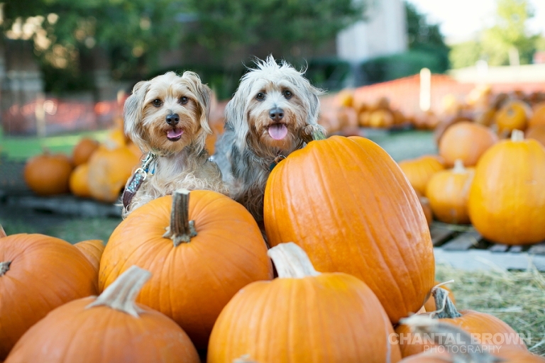 y puppies  mixed Terrier Poodles and Dachshund is setting on orange pumpkins at the pumpkin patch in Murphy Texas by Chantal Brown dallas portrait Photographer