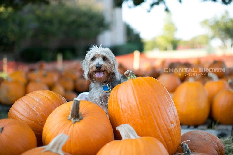 My puppy  mixed Terrier Poodles and Dachshund is setting on orange pumpkins at the pumpkin patch in Murphy Texas by Chantal Brown Photographer