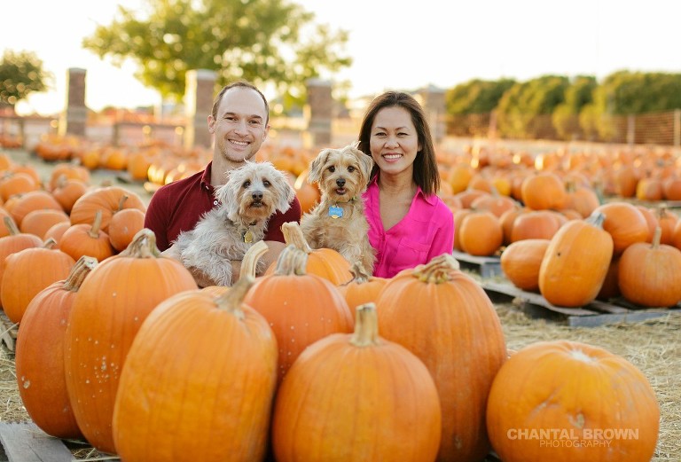 Dallas family pet puppies annual pumpkin patch portrait taken by Chantal Brown Photography in Murphy, Texas