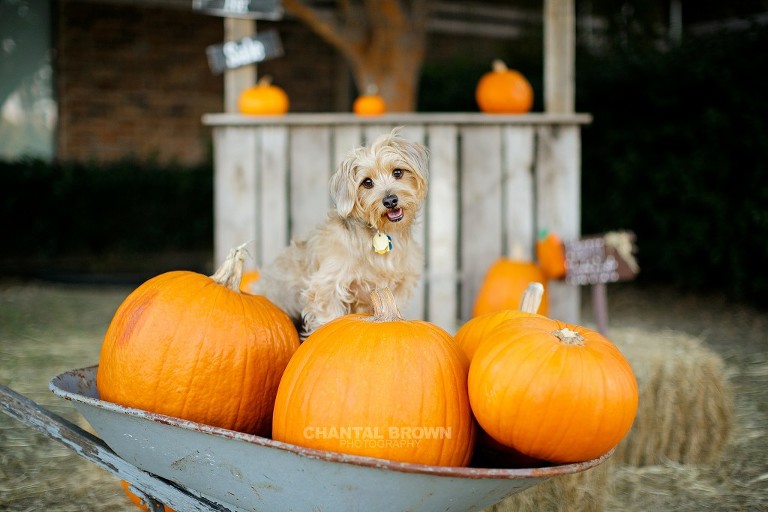 Cute puppy pet pictures setting in wheel barrow full of pumpkins in Murphy Church taken by Dallas Pet Portrait Photography Chantal Brown