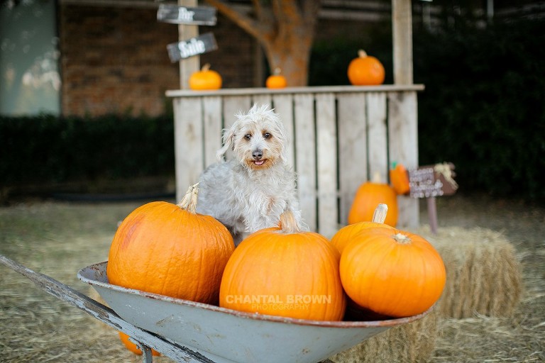 Cute puppy pet pictures setting in wheel barrow full of pumpkins in Murphy Church taken by Dallas Pet Portrait Photography Chantal Brown