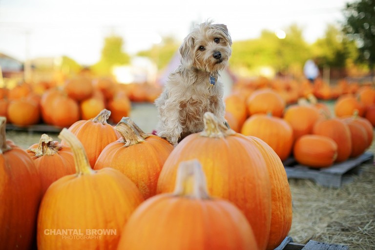 Cute puppy pet pictures setting on pumpkins in Murphy Church taken by Dallas Pet Portrait Photography Chantal Brown